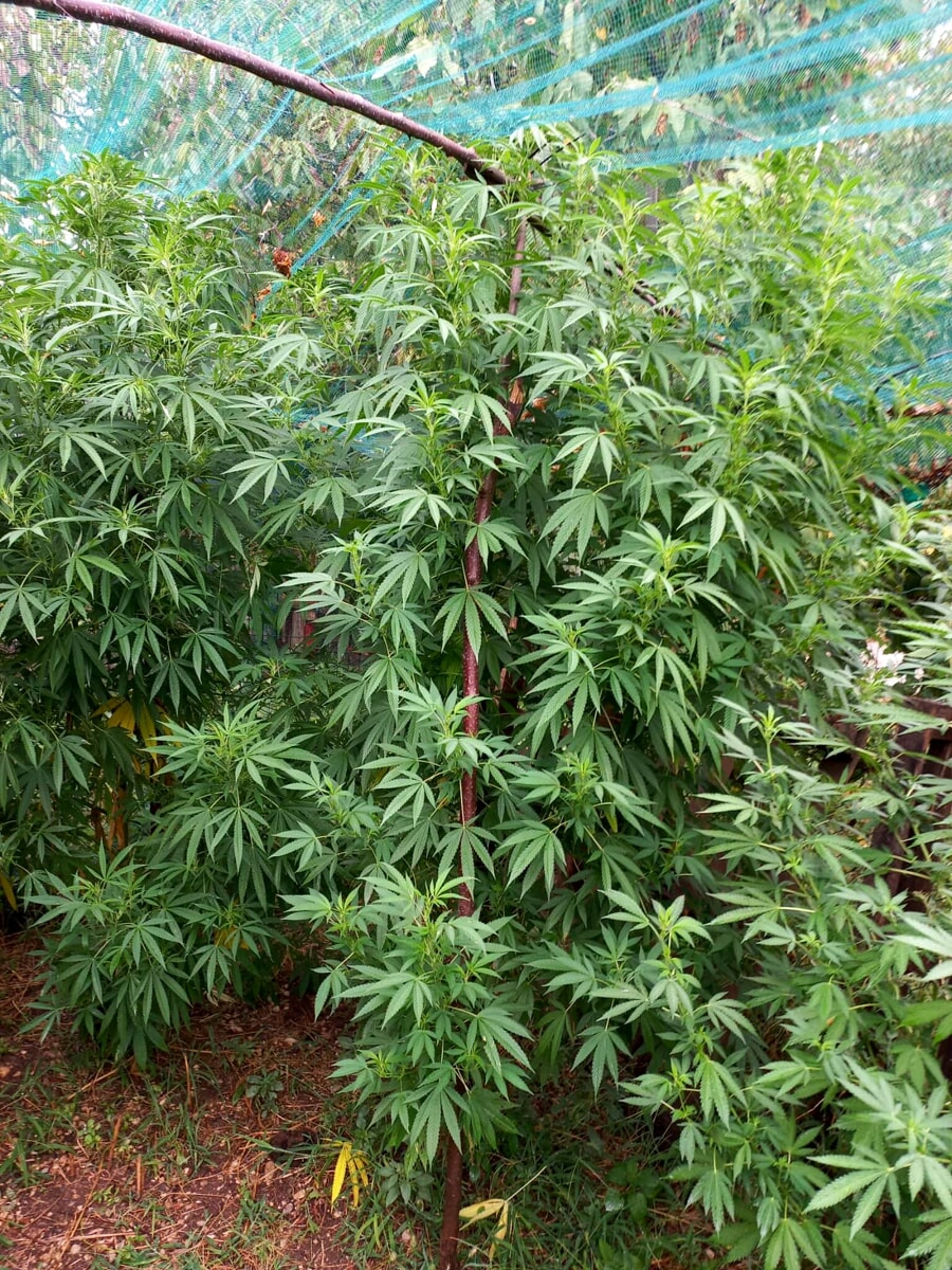 Serra di marijuana nell'orto, denunciato 42enne