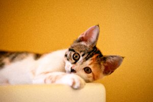 Artrosi nel cane e nel gatto: tutto quello che bisogna sapere