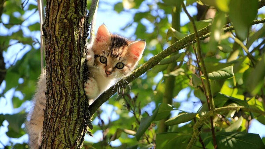 Terrazzo o giardino: come proteggere il tuo gatto e farlo felice