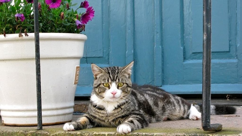 Piante tossiche per cani e gatti, ecco quali sono