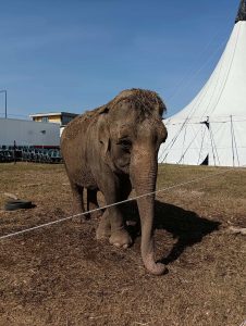 L'elefantessa è troppo vecchia, lasciata fuori dal circo: la denuncia della Lav