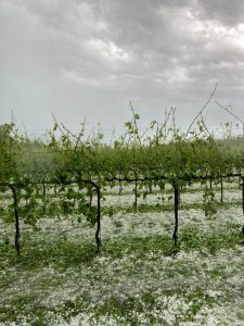 Agricoltura, danni per 6 milioni a uva e mais nella provincia berica