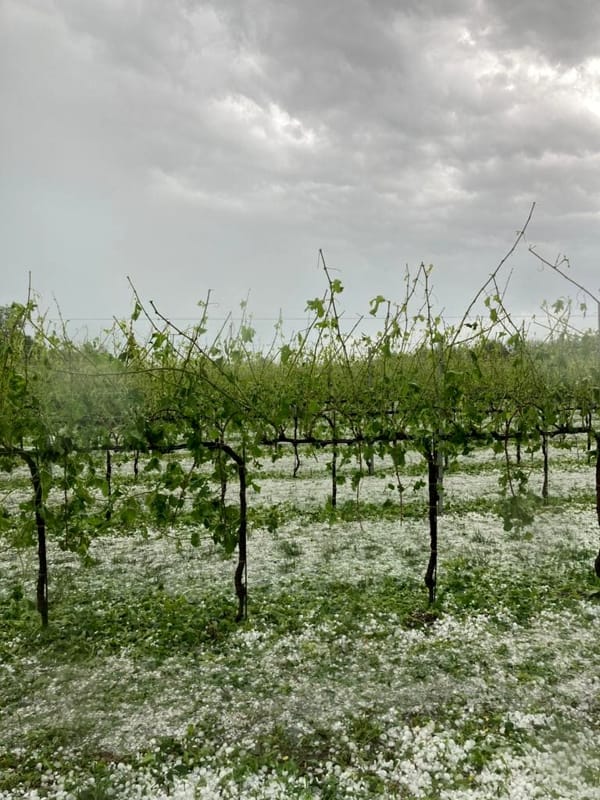 Agricoltura, danni per 6 milioni a uva e mais nella provincia berica