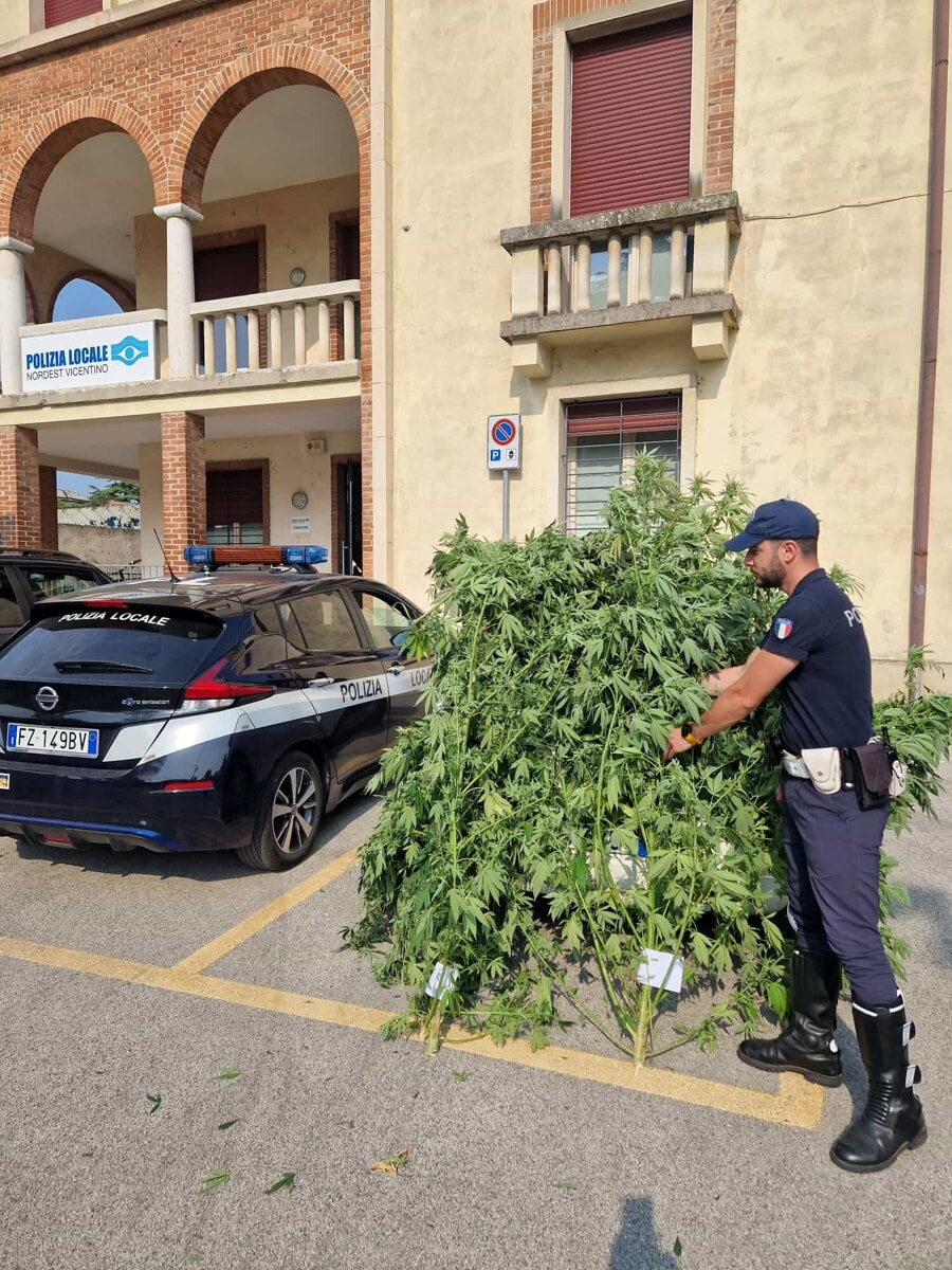 Piante di marijuana coltivate nell'orto: denunciato un 45enne