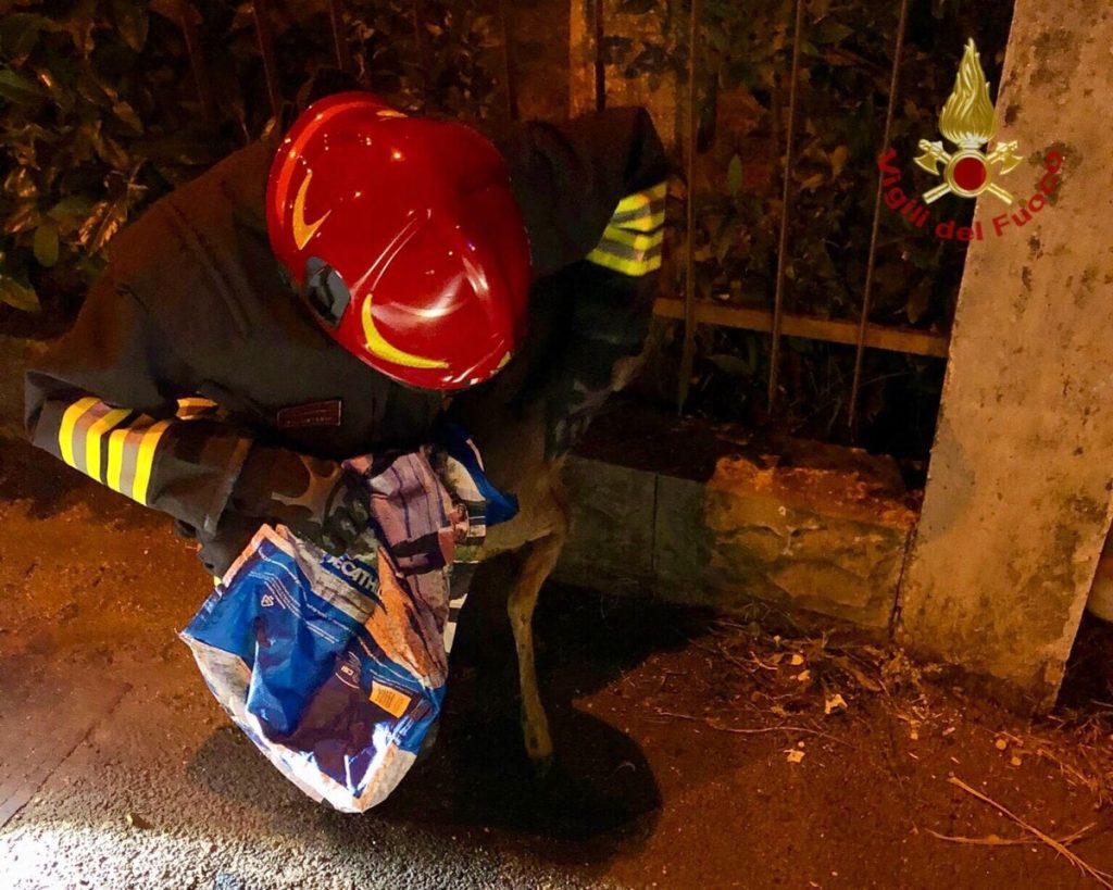 Rimane incastrato nelle sbarre di un cancello, pompieri salvano un capriolo