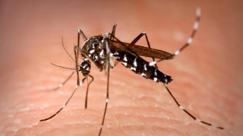 Febbre Dengue, segnalato un caso nel Bassanese