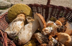 Serata Gastronomica "Tesori del Bosco" al Ristorante Campomezzavia