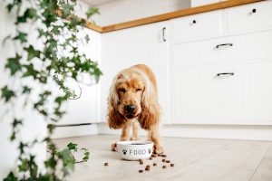 Il cane è aggressivo e nervoso quando mangia? Da cosa dipende e come comportarsi