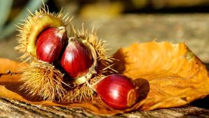 Attenzione alle castagne matte: come riconoscere le velenose