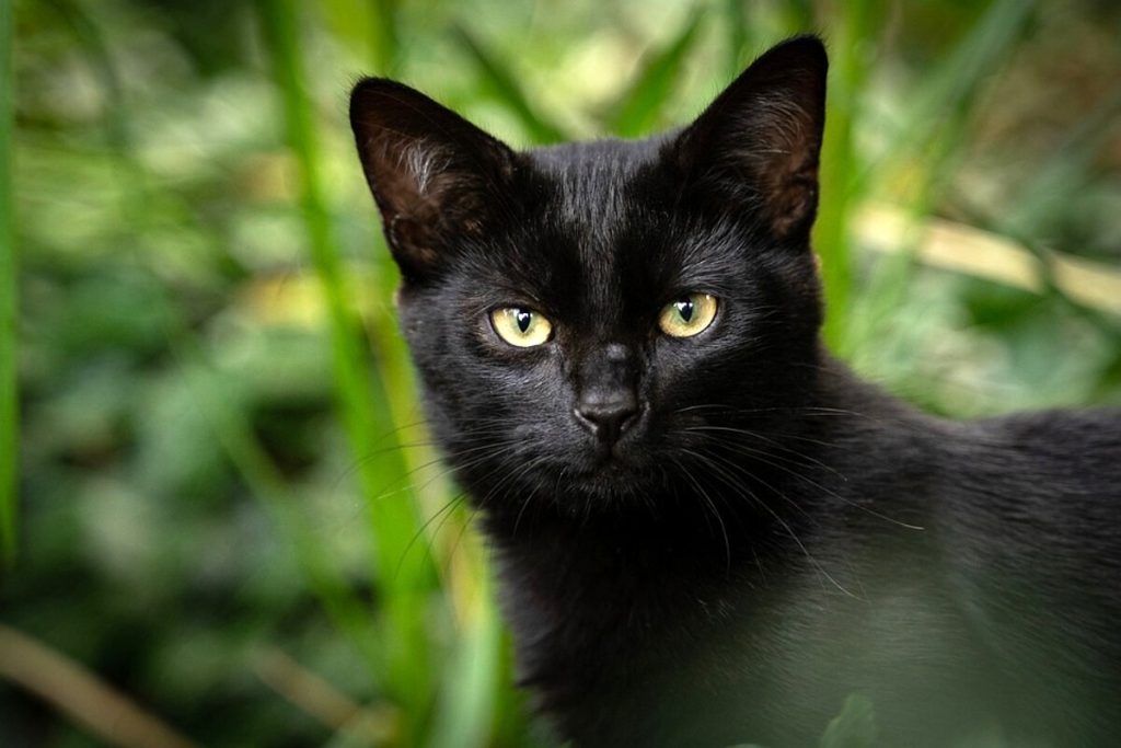 Il 17 novembre è la Festa del Gatto Nero: curiosità, leggende e superstizioni