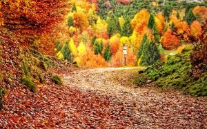 Foliage: i luoghi più belli dove ammirarlo nel Vicentino e in Veneto