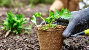 Le verdure e le erbe aromatiche da piantare in autunno
