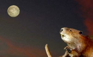 E' in arrivo la Luna del Castoro: ecco quando brilla in cielo