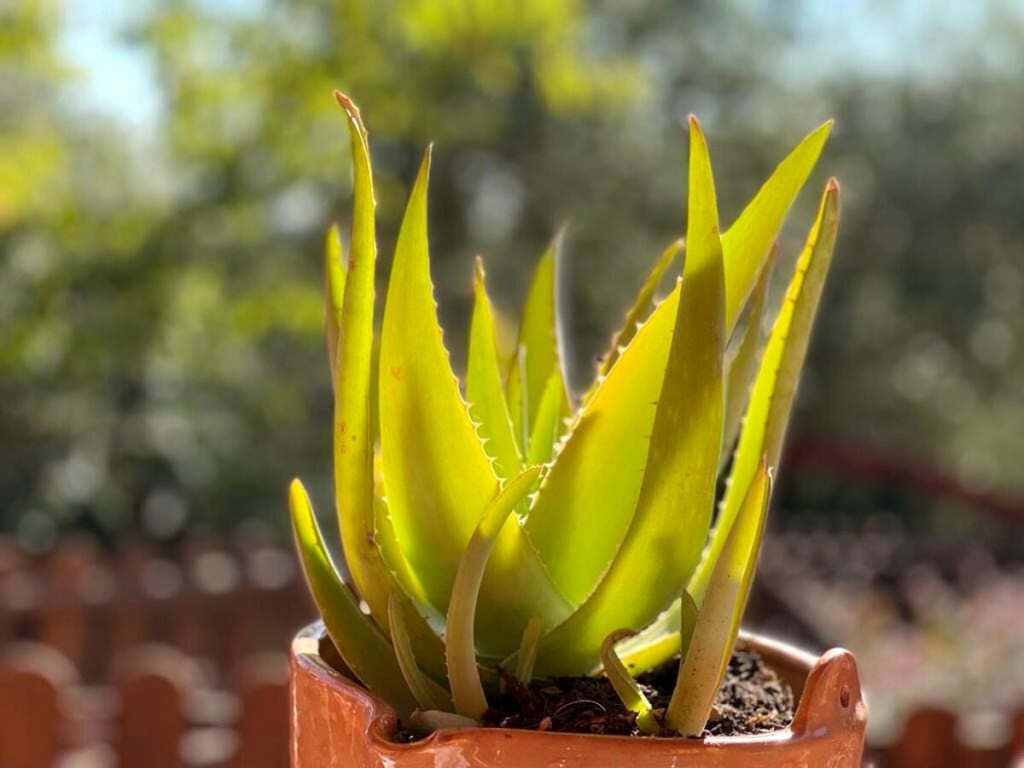 Aloe vera, come coltivarla e come usarla