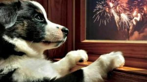 Botti di Capodanno: come proteggere i nostri amici a 4 zampe