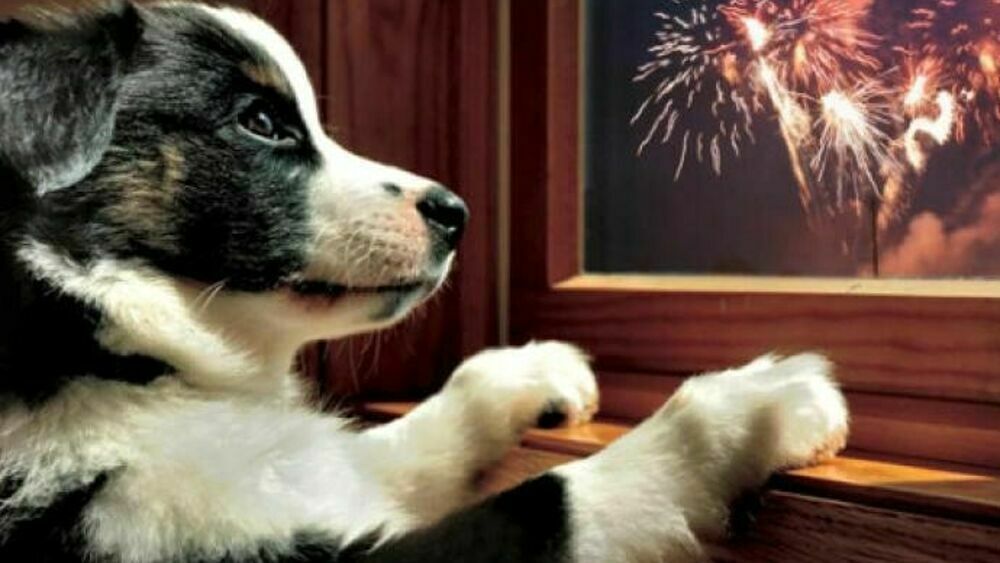 Botti di Capodanno: come proteggere i nostri amici a 4 zampe