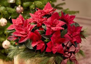 Il 12 dicembre si celebra la giornata della Stella di Natale, storia e come coltivarla