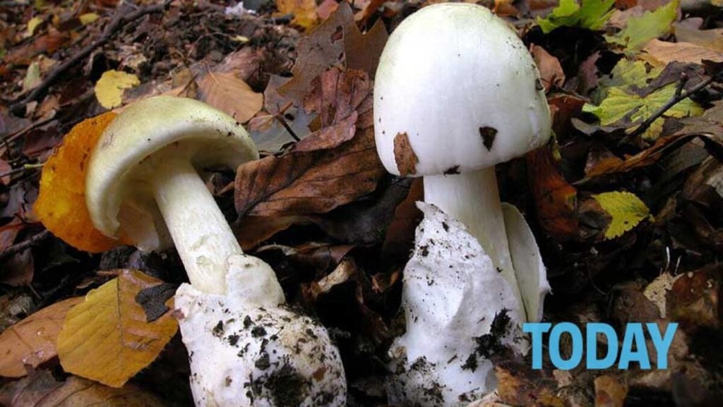 Raccoglie funghi velenosi nel parco cittadino e li mangia, gravissima 58enne