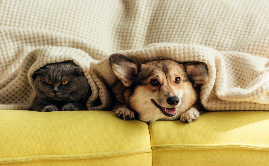 Ipotermia negli animali domestici: i sintomi da riconoscere e come evitare problemi di salute