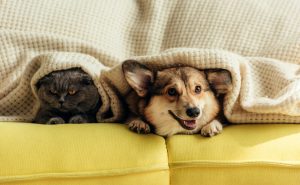 Ipotermia negli animali domestici: i sintomi da riconoscere e come evitare problemi di salute