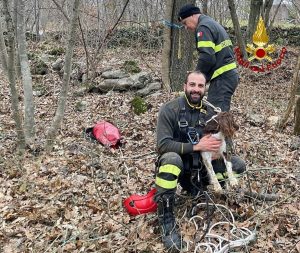Cane scompare nel bosco e finisce in una buca, recuperato dai Vigili del fuoco