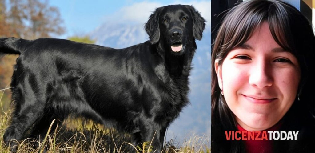 Il cane eroe che ha trovato Giulia Cecchettin, la storia di Jageer