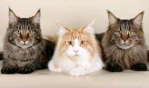 Esposizione internazionale ANFI, sfilano anche i gatti vicentini