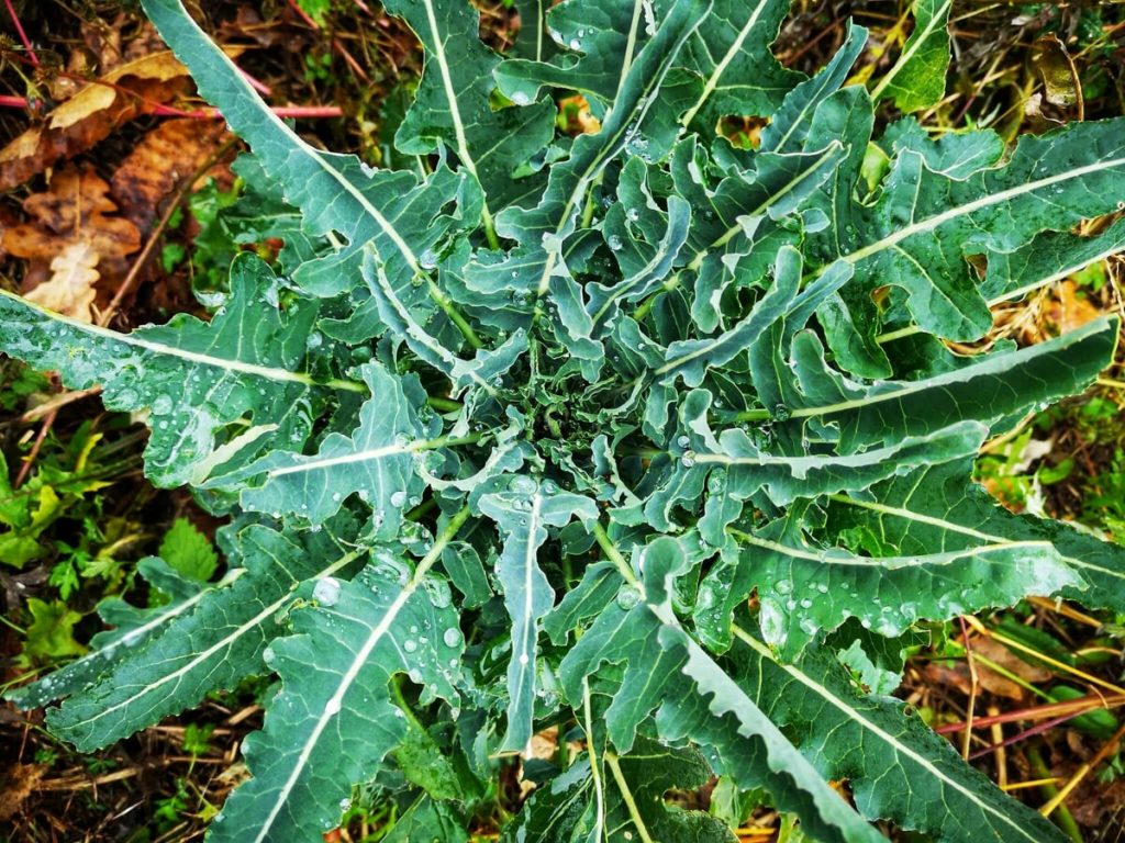 Passeggiata: Le vie del broccolo a Creazzo