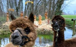 Passeggiata tra i presepi con gli alpaca