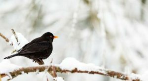 I giorni della merla e della Candelora: perchè si chiamano così