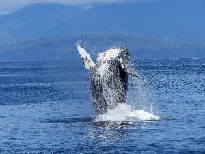 Balene e alieni: qual è il legame? La risposta in uno studio