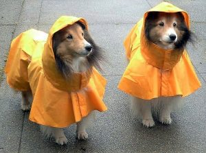 Perchè i cani soffrono il freddo, come scegliere il cappotto