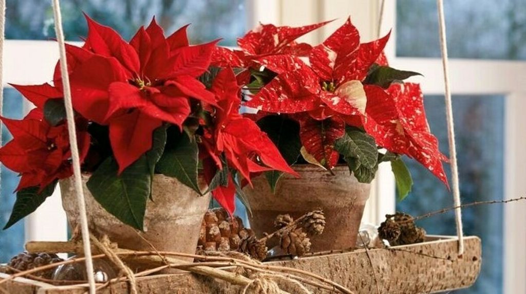 Stella di Natale: origini e come farla durare più a lungo
