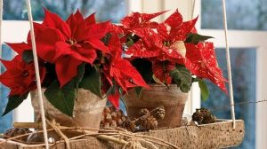 Stella di Natale: origini e come farla durare più a lungo