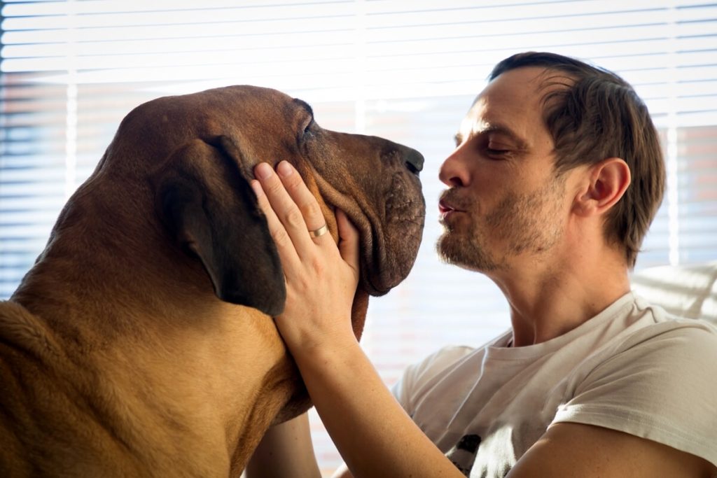 Il farmaco innovativo che potrebbe allungare la vita dei cani