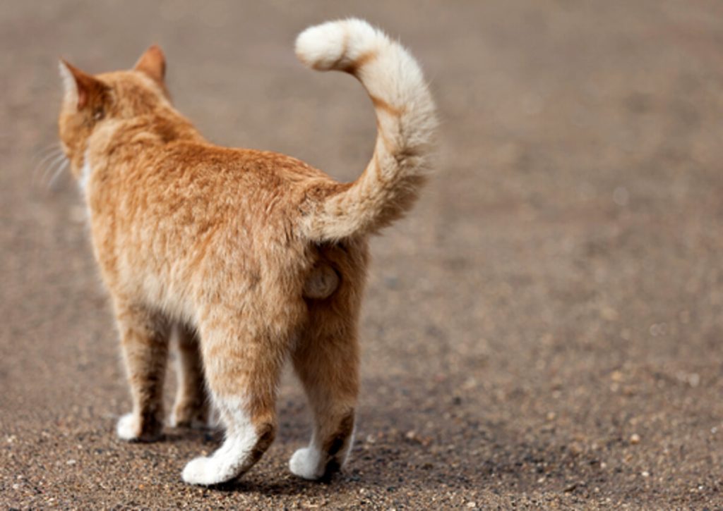 Gatto morto e chiuso in un sacchetto: la denuncia