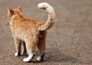 Gatto morto e chiuso in un sacchetto: la denuncia