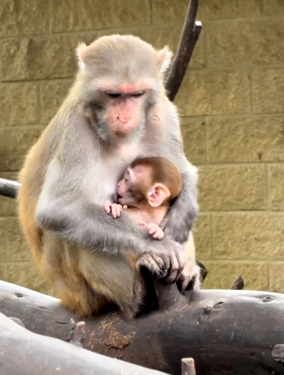 Cucciolo di macaco rubato dal parco: denunciato anche chi ha finto il ritrovamento