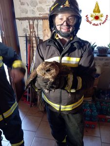 Civetta intrappolata in una canna fumaria, liberata dai vigili del fuoco