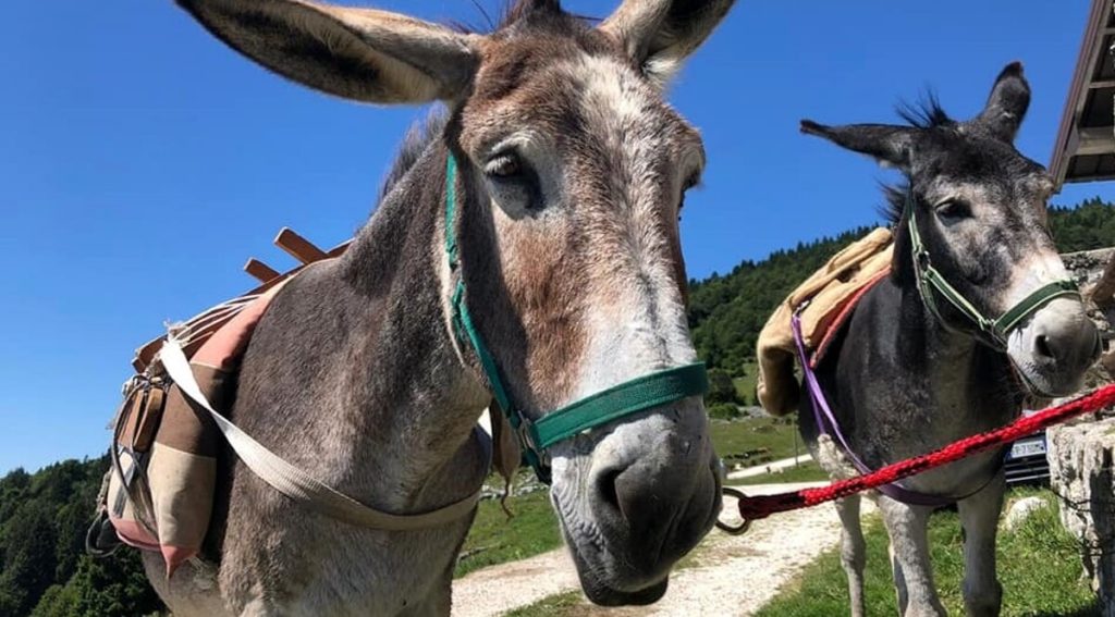 A passo d'asino tra le antiche contrade di Caltrano