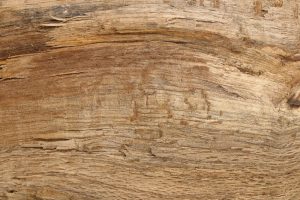 Come identificare i tarli del legno in casa