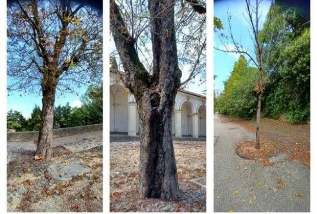 Portici di Monte Berico, da lunedì parte la riqualificazione del filare di ippocastani