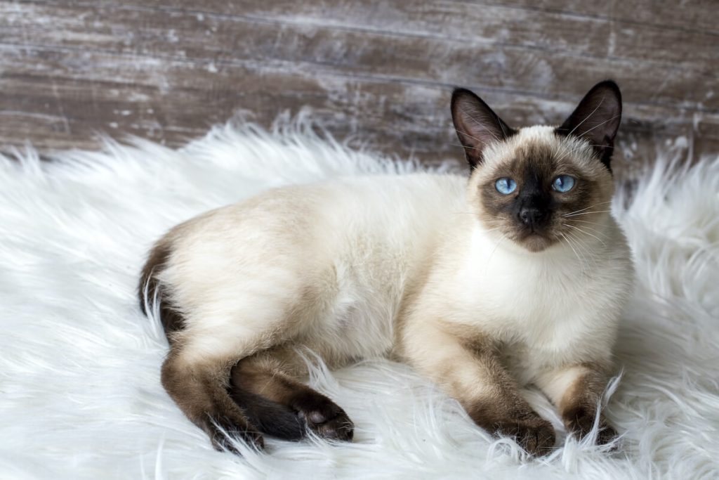 Gatto Balinese: origini, particolarità e abitudini del parente più famoso del Siamese