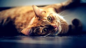 Allergia ai gatti: cause e possibili rimedi