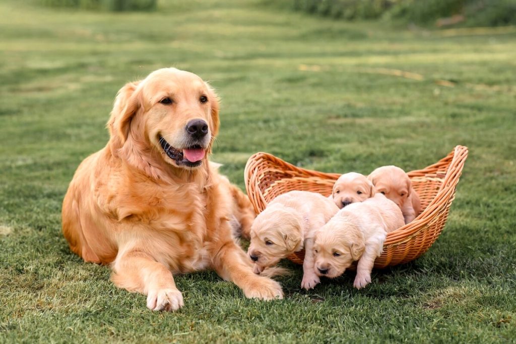 Tutti i sintomi e i segnali per riconoscere la gravidanza del cane