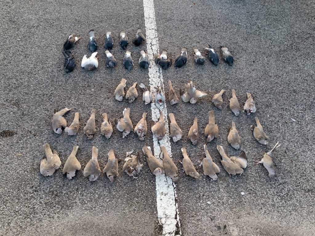 Grave episodio di avvelenamento ambientale nel Vicentino, centinaia di uccelli morti
