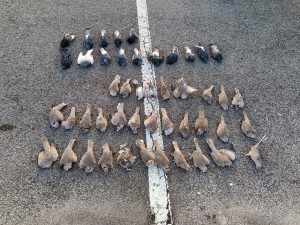 Grave episodio di avvelenamento ambientale nel Vicentino, centinaia di uccelli morti