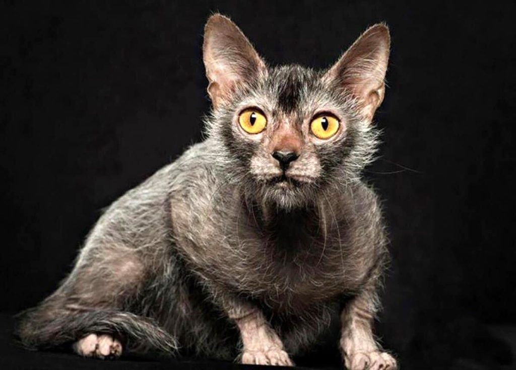 Il raro Gatto Lupo Mannaro per la prima volta in expo