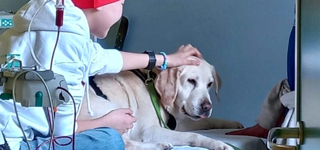 Il cane di casa entra in ospedale: il San Bortolo avvia il progetto Pet Visitig