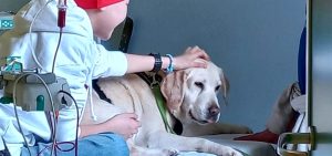 Il cane di casa entra in ospedale: il San Bortolo avvia il progetto Pet Visitig